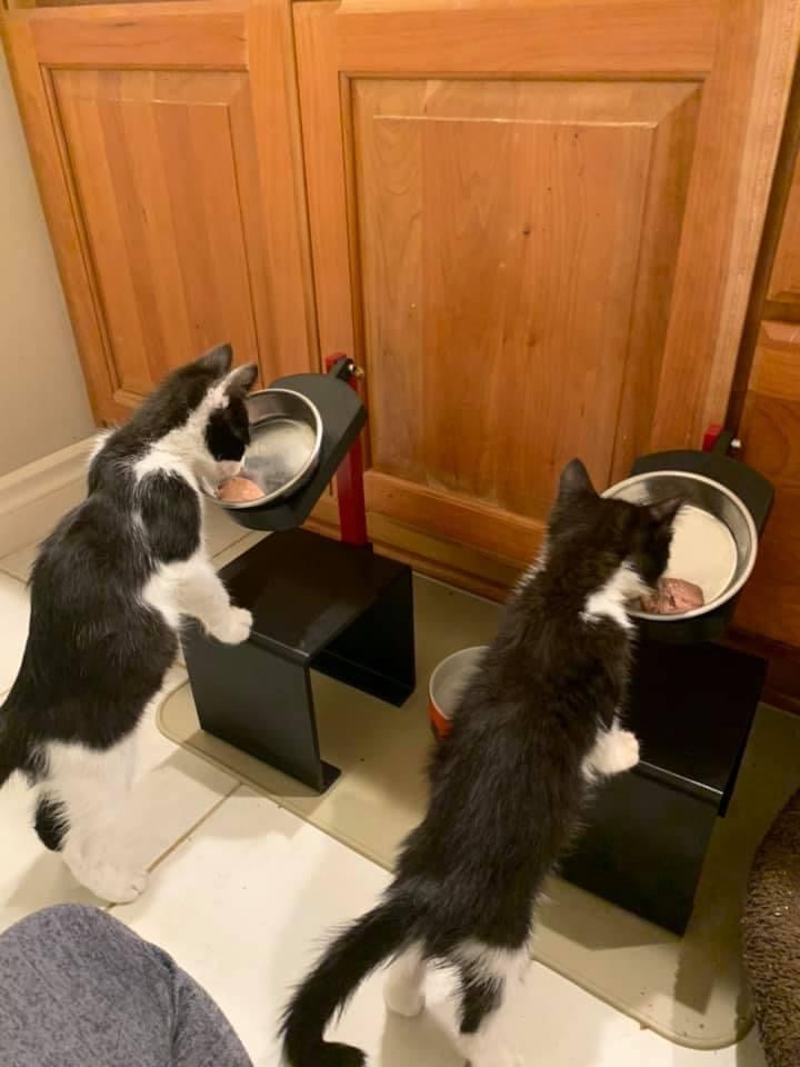 Dawna Feeder For Megaesophagus Cats