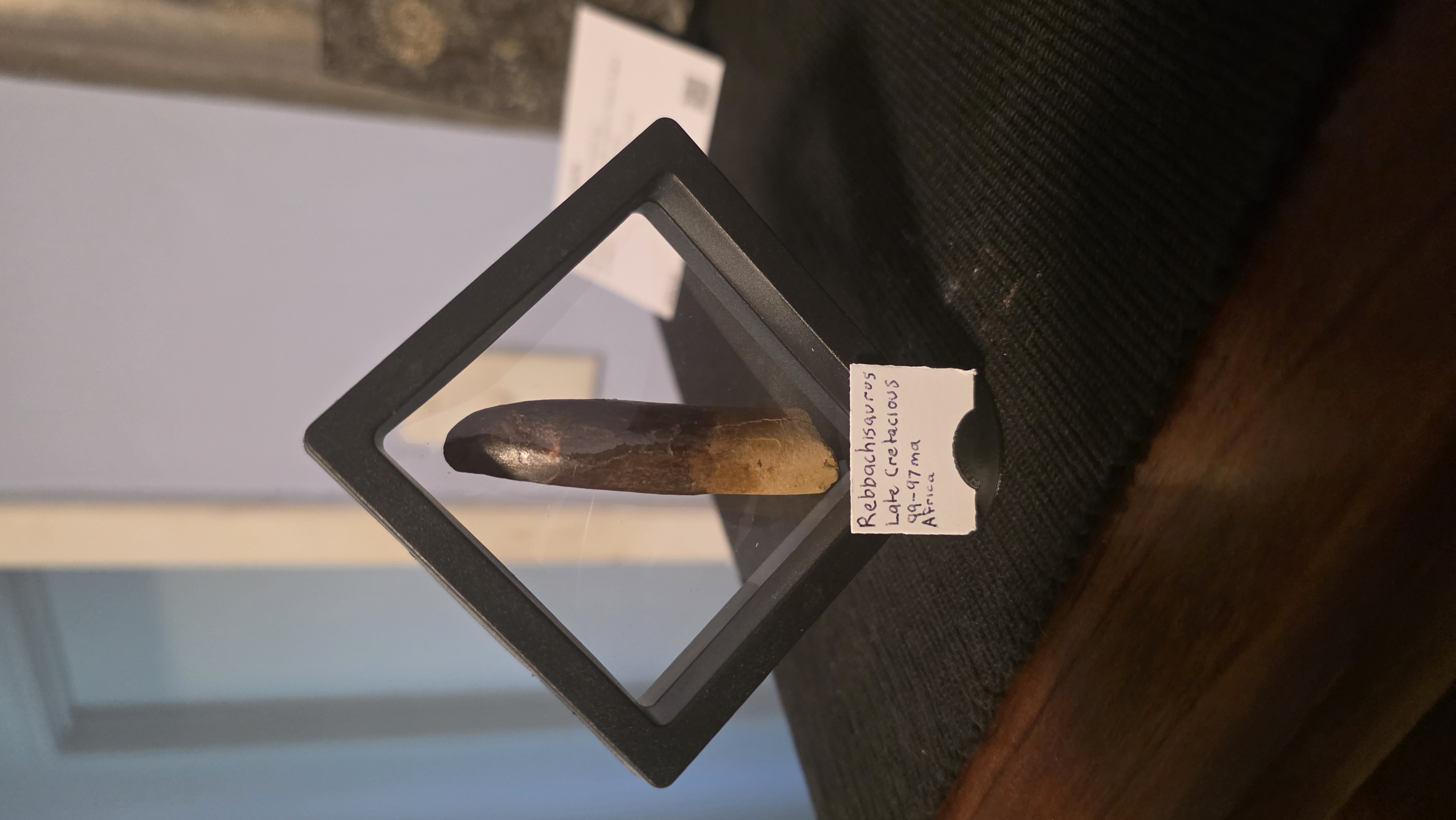 Floating Fossil Stand