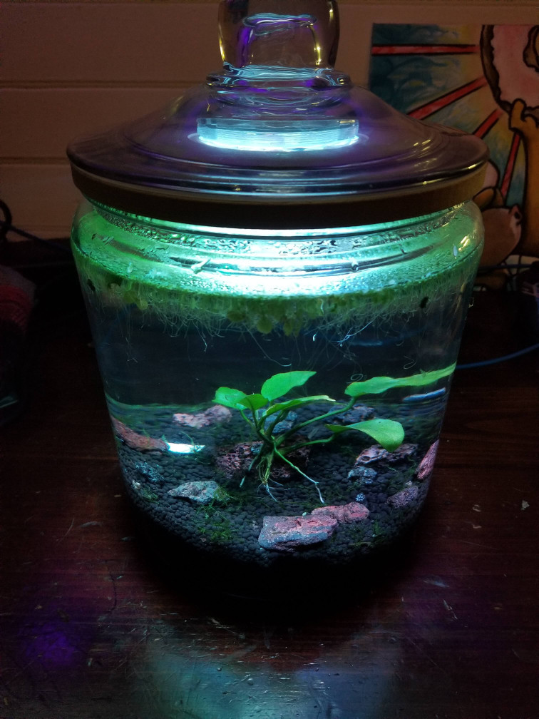 1 Gallon Jar Light Holder for Jarquarium
