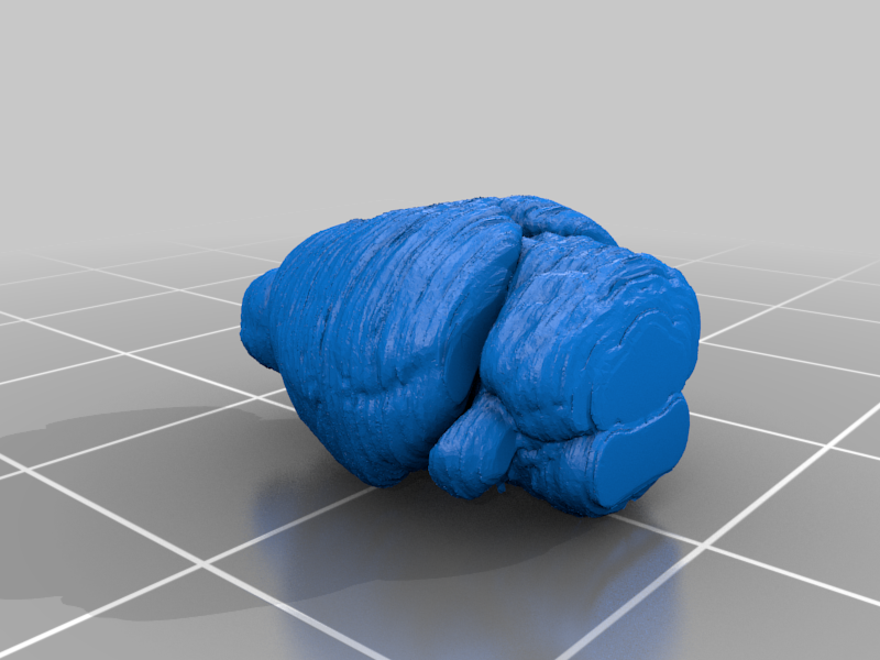 Mouse brain