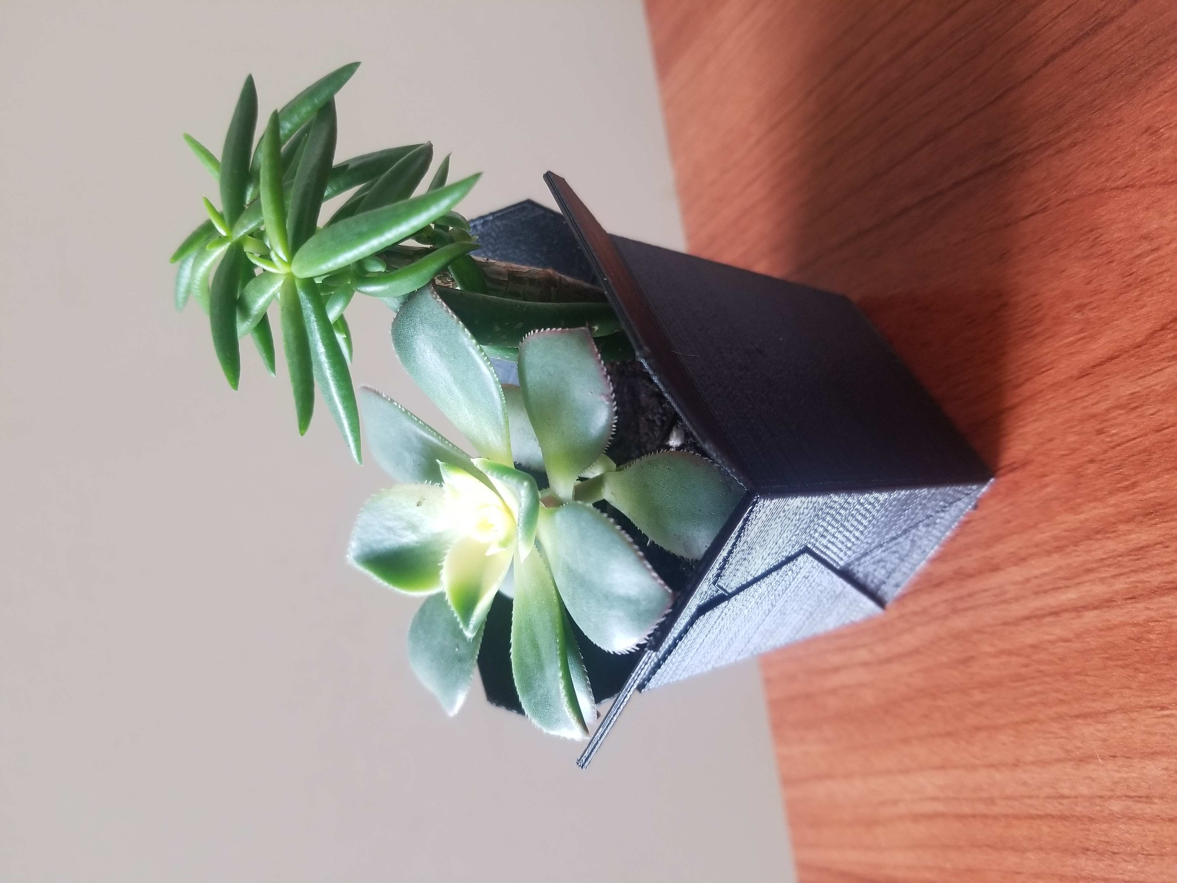 Takeout Box Planter