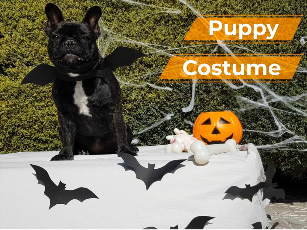 Halloween Puppy Costume