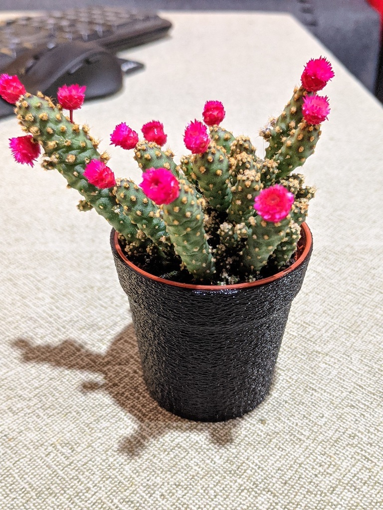 Cactus vase