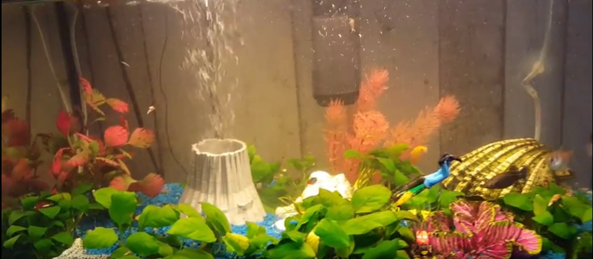 Aquarium Vulcano