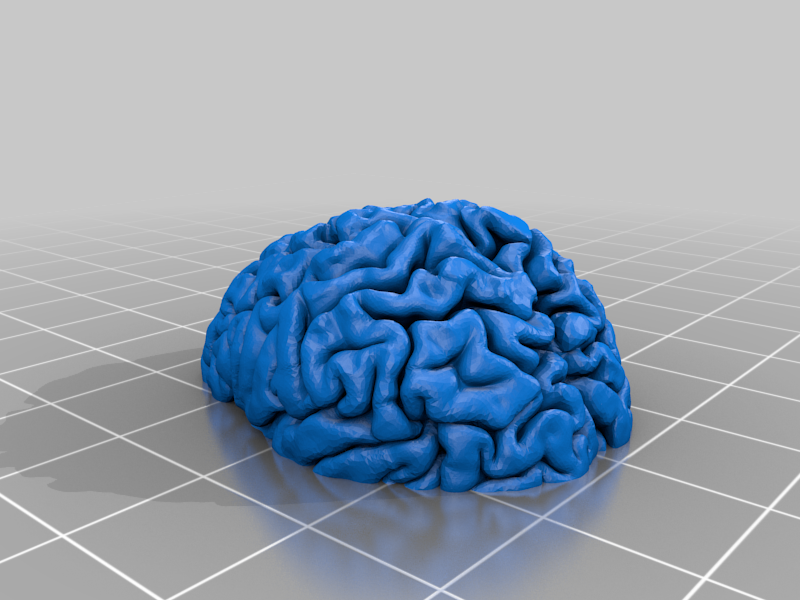 brain model for magnet D8x2 (remix)