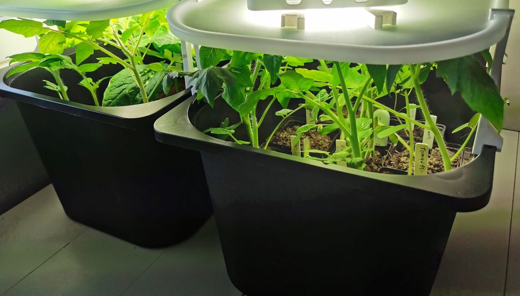 Seedling greenhouse from Ikea Trofast