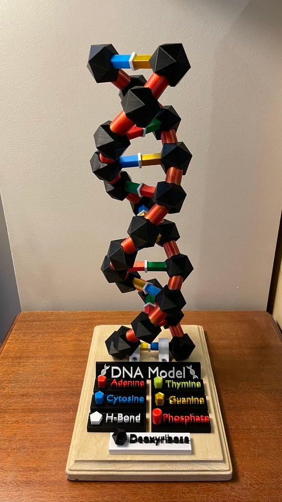 DNA Model Assembly