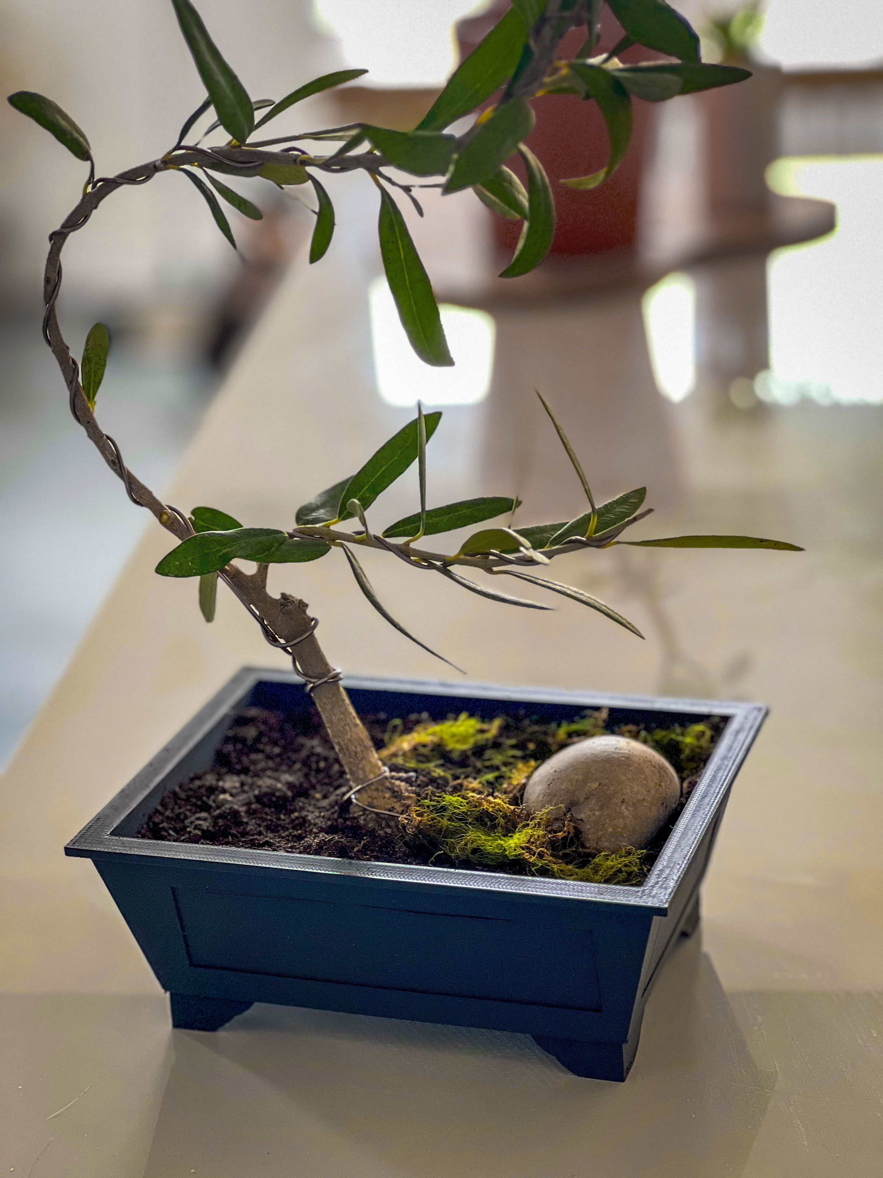 Bonsai Pot & Hidden Water Tray