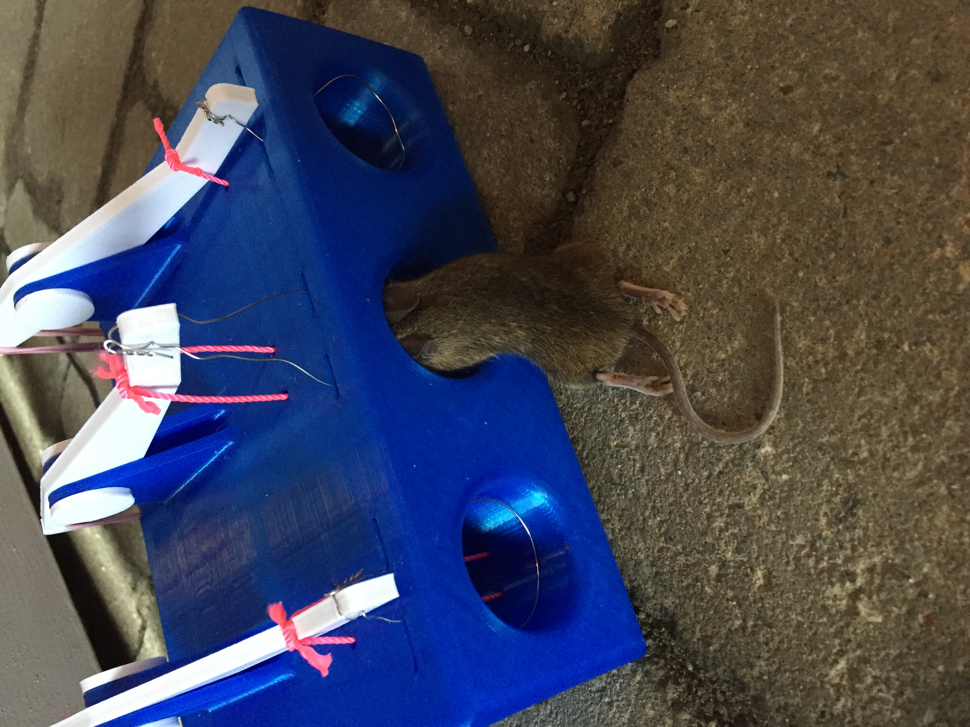 Mice trap - 1 and 3 holes