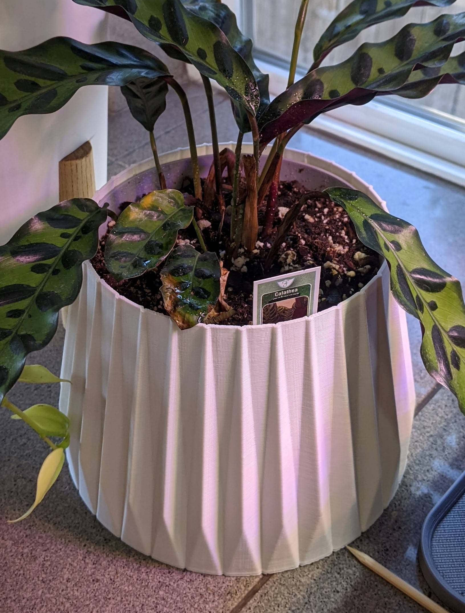 Vase Mode Planters for succulents and houseplants