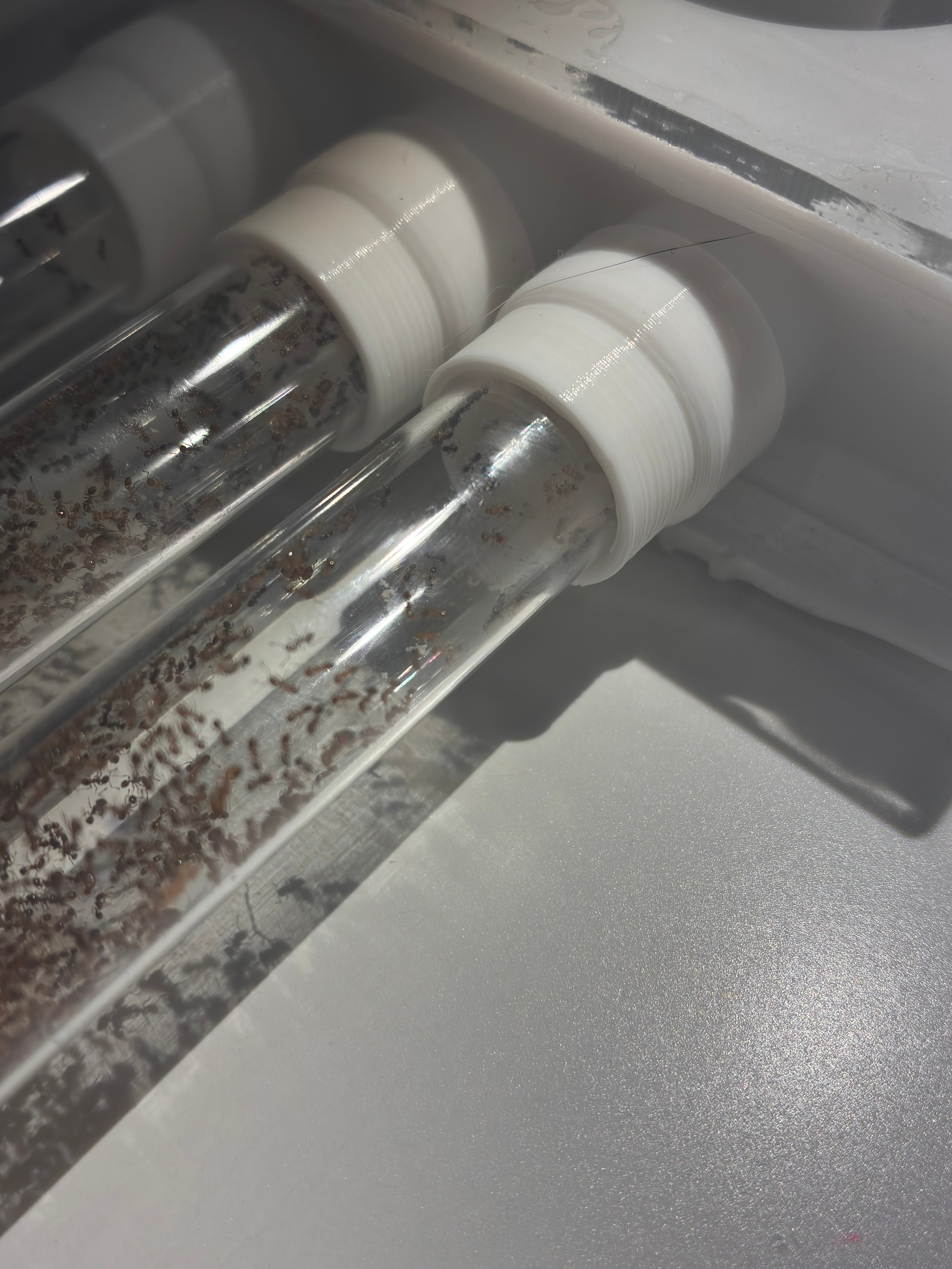 Ant Formicarium Connector into 15mm