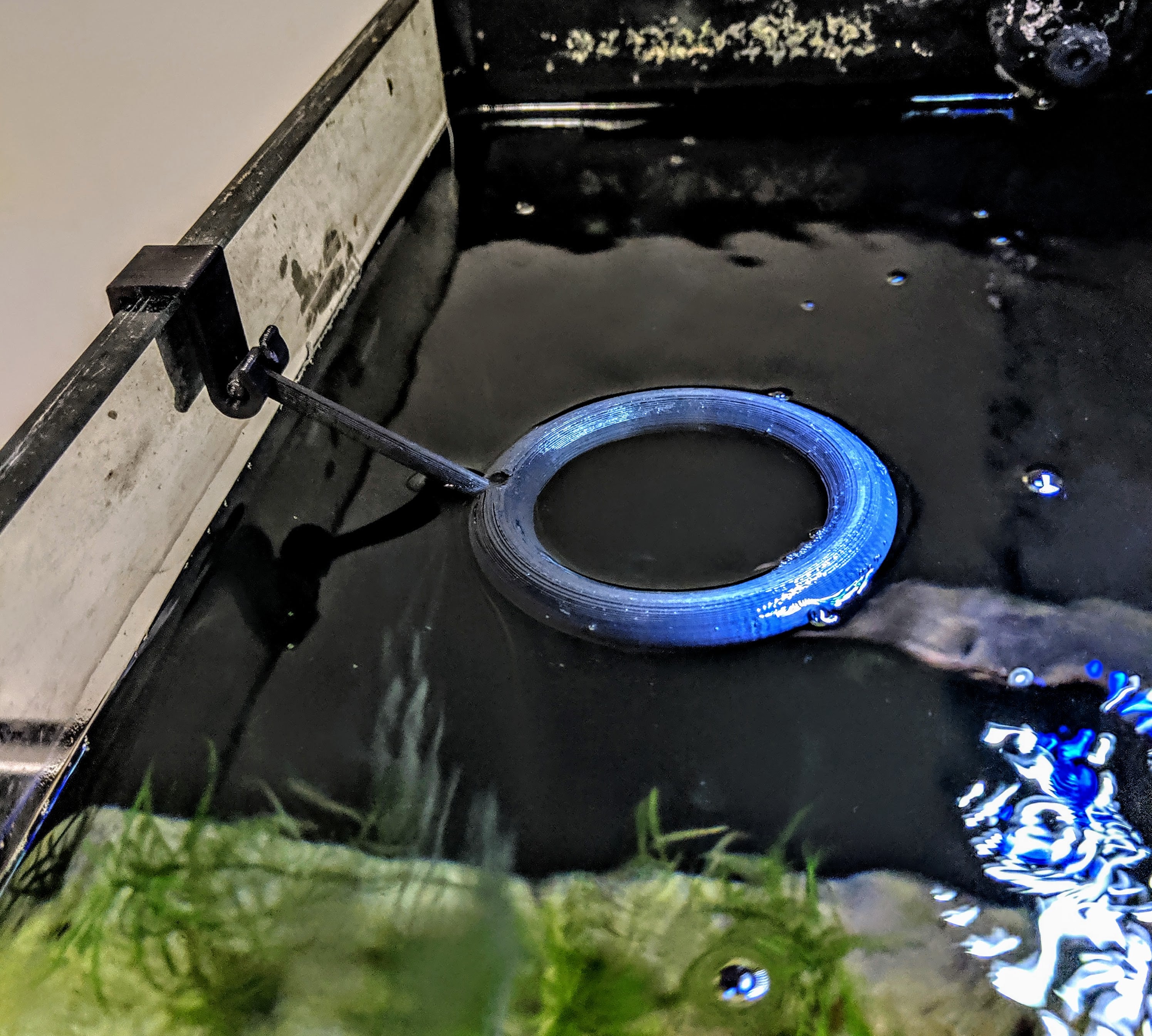Feeding Fish Ring