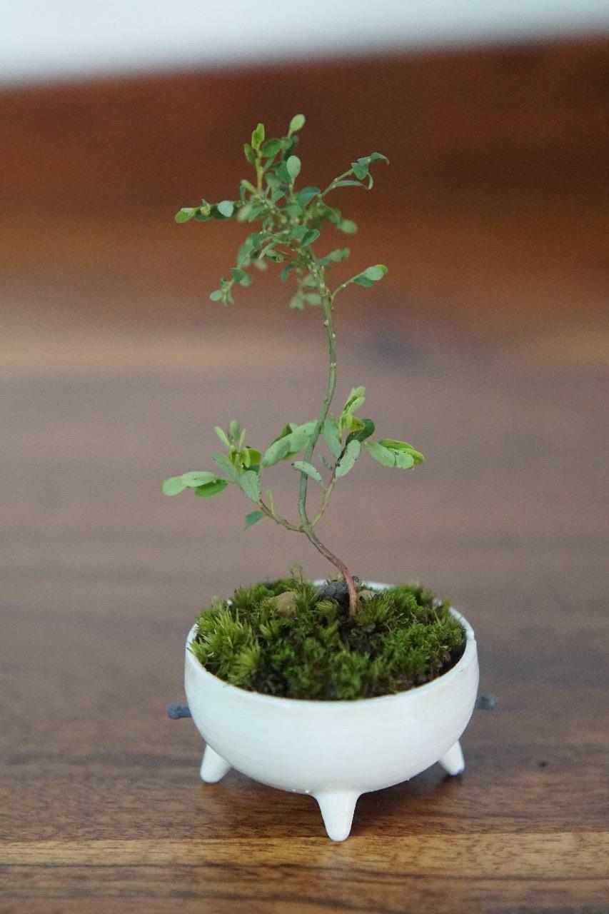 Japanese style self watering mame bonsai pot