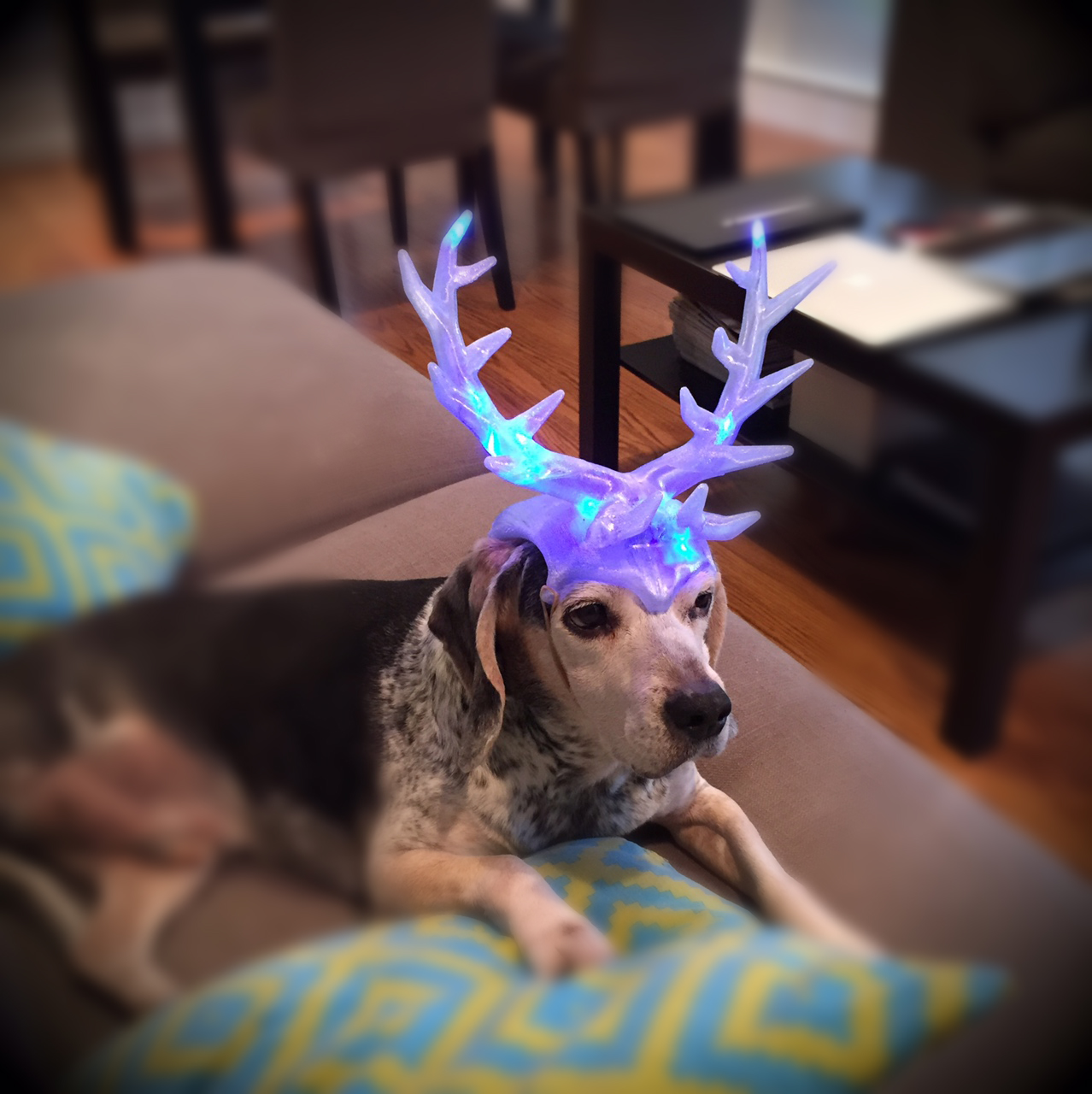 Christmas Antlers