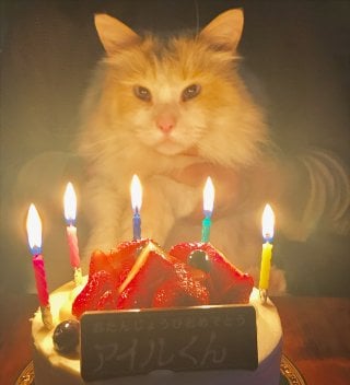 nekoaisle