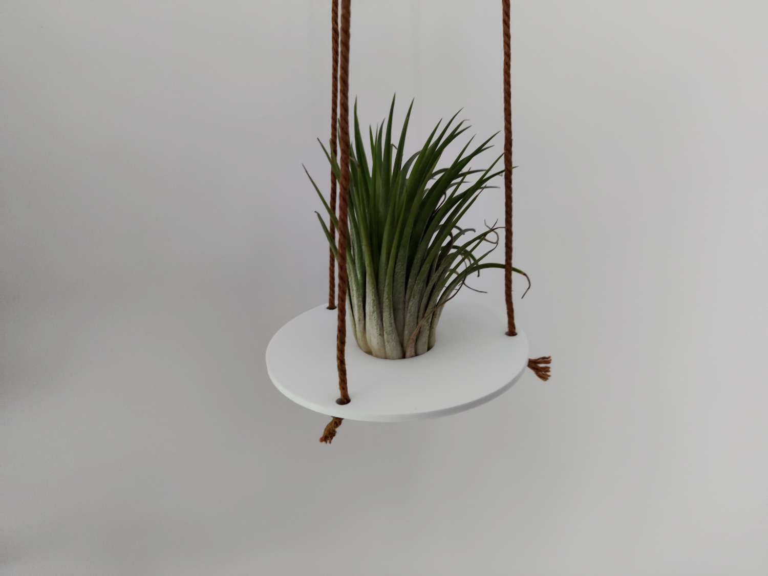 Air plant holder