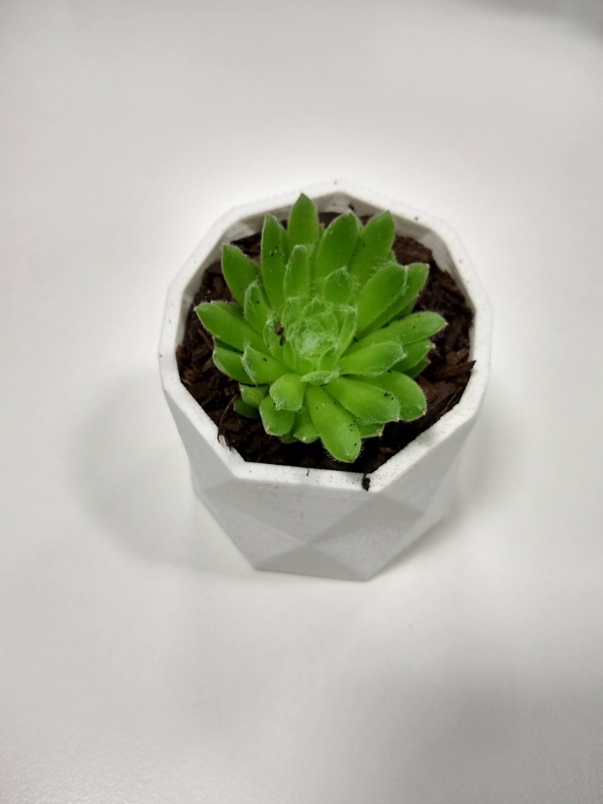Succulent Pot - Pyramids