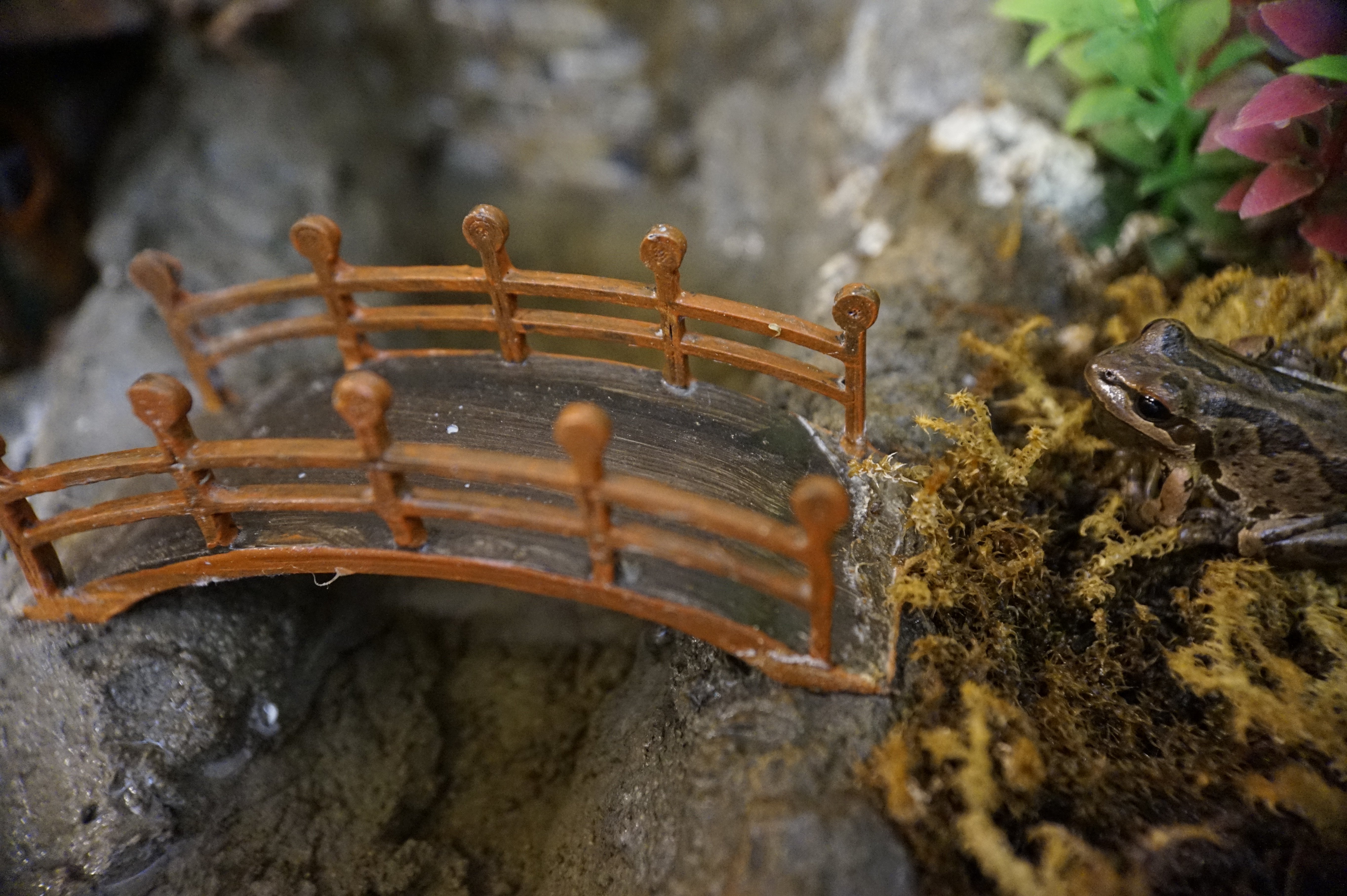 Frog Bridge