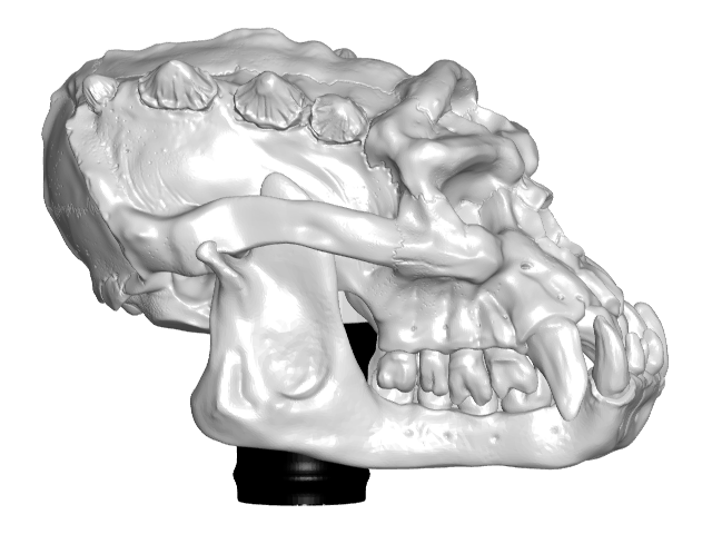 REPOST: Troll Skull Cane Topper
