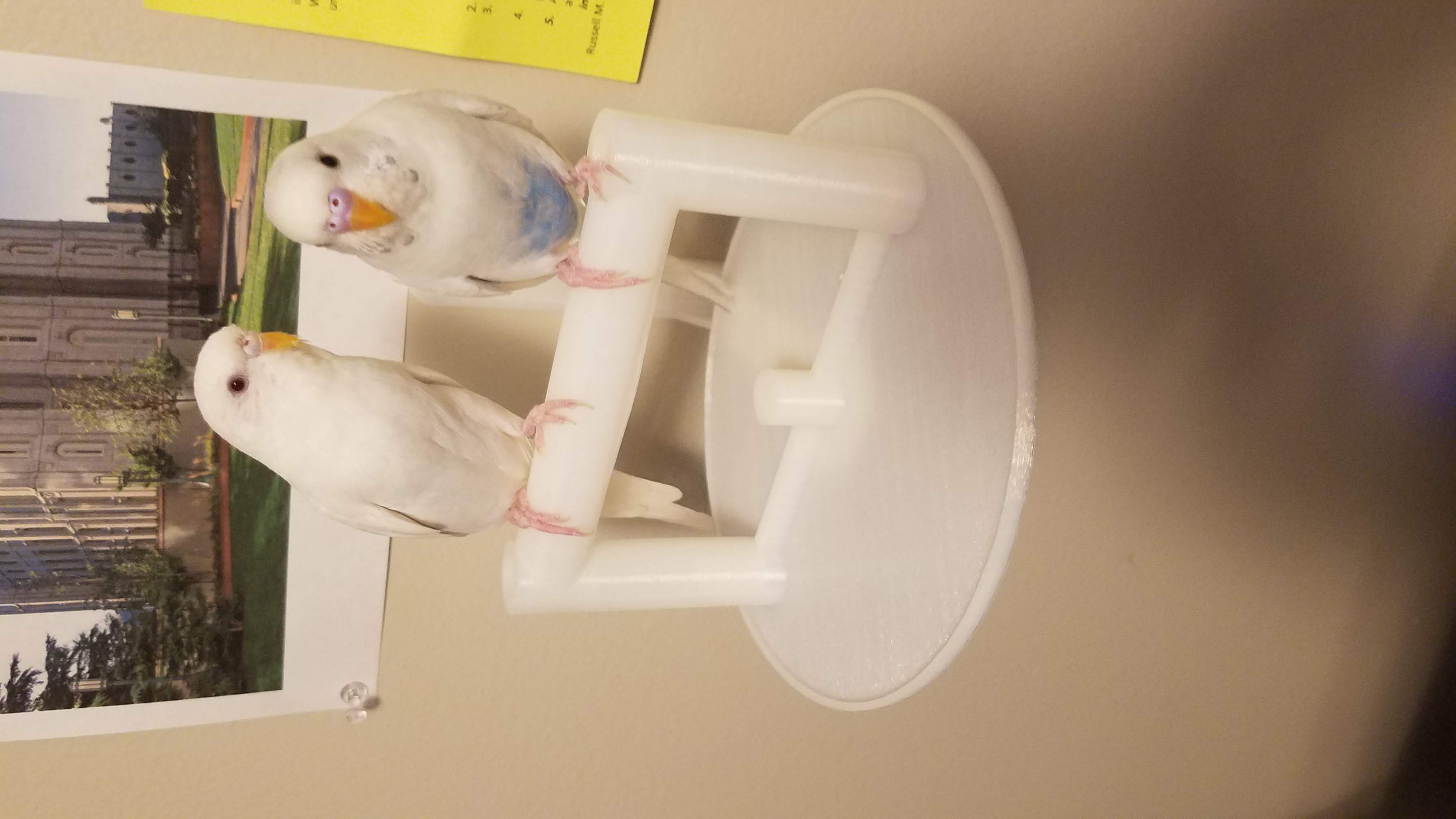 Modular Bird Perch for Walls