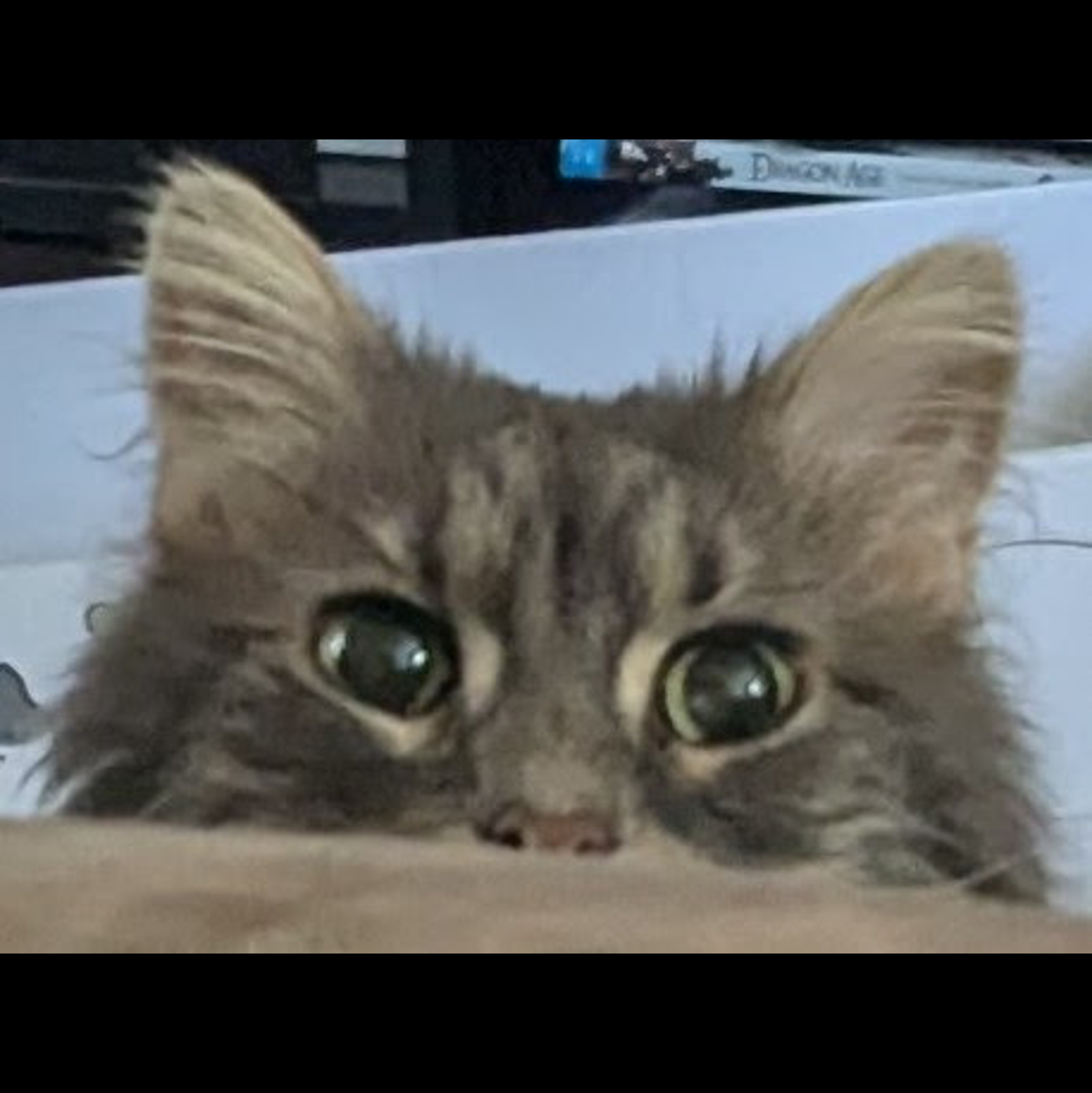 catAdvice