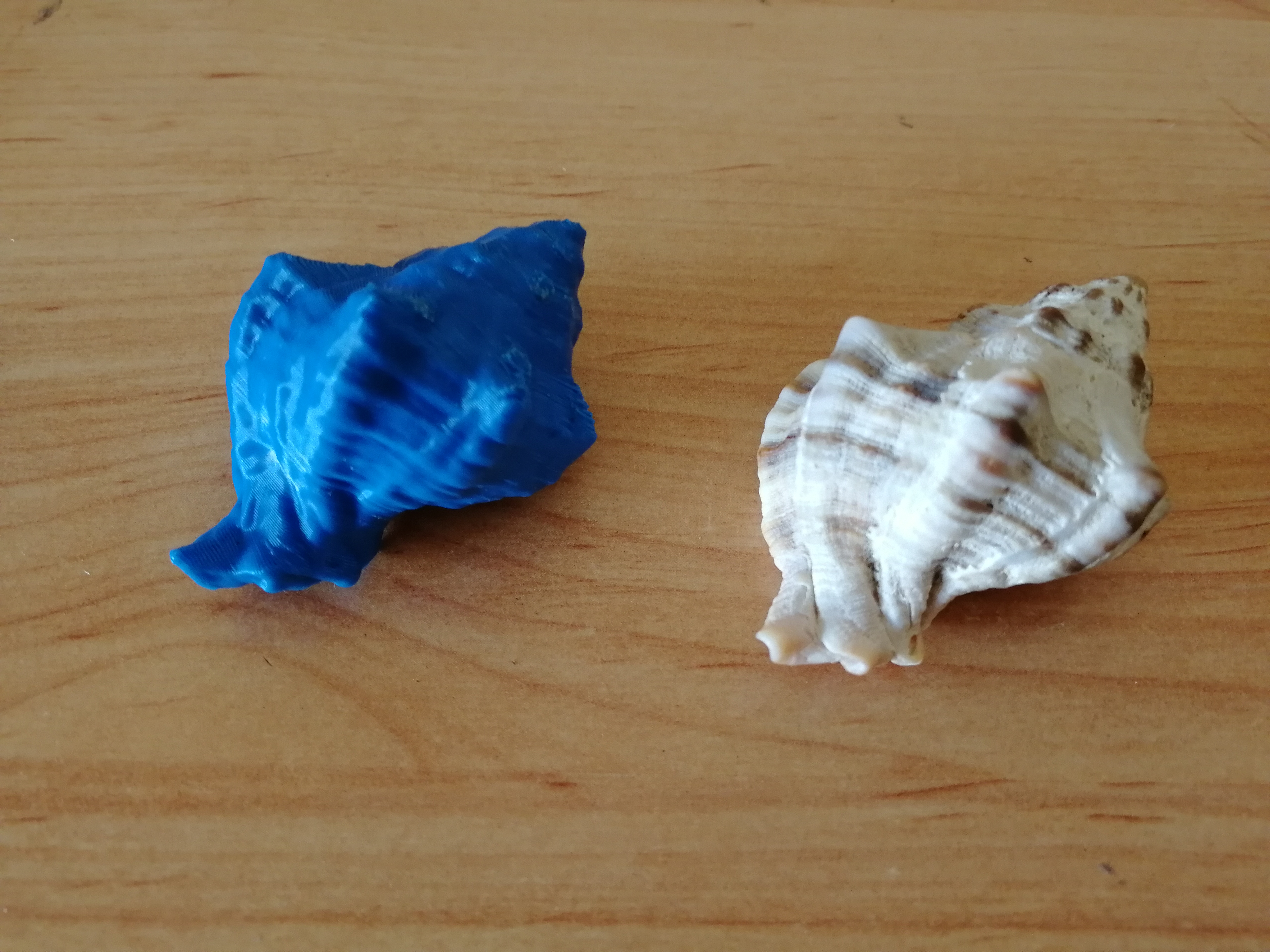 Seashell