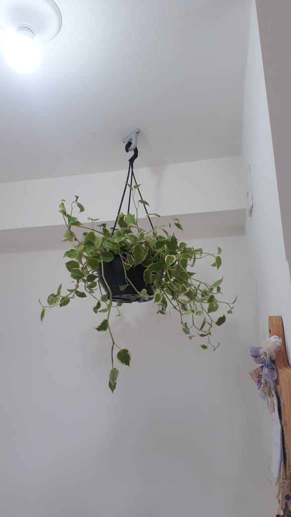 Plant pot hook ring