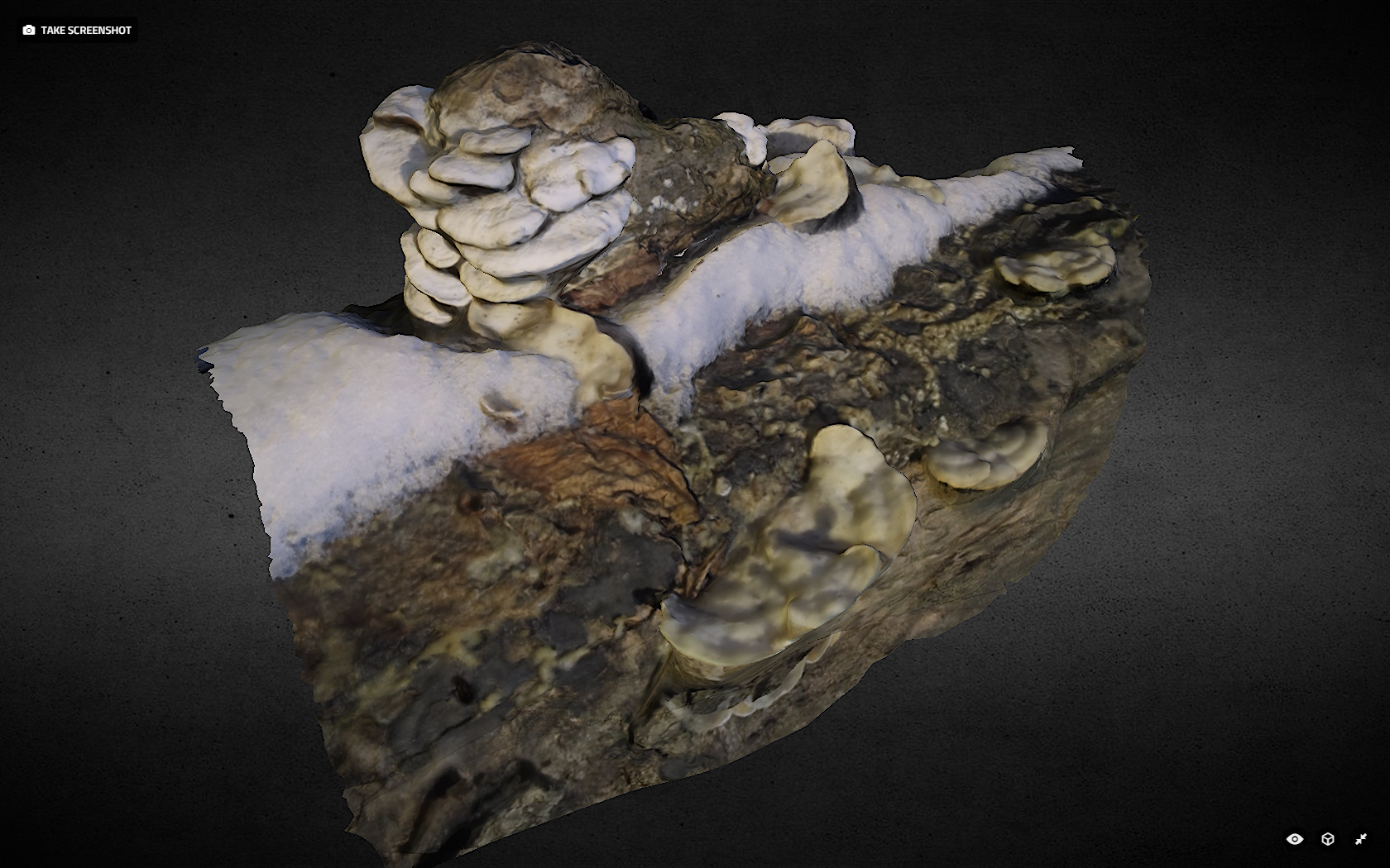 Shroom knot scan