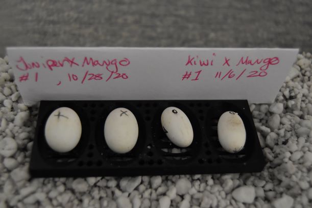Gecko Egg holder