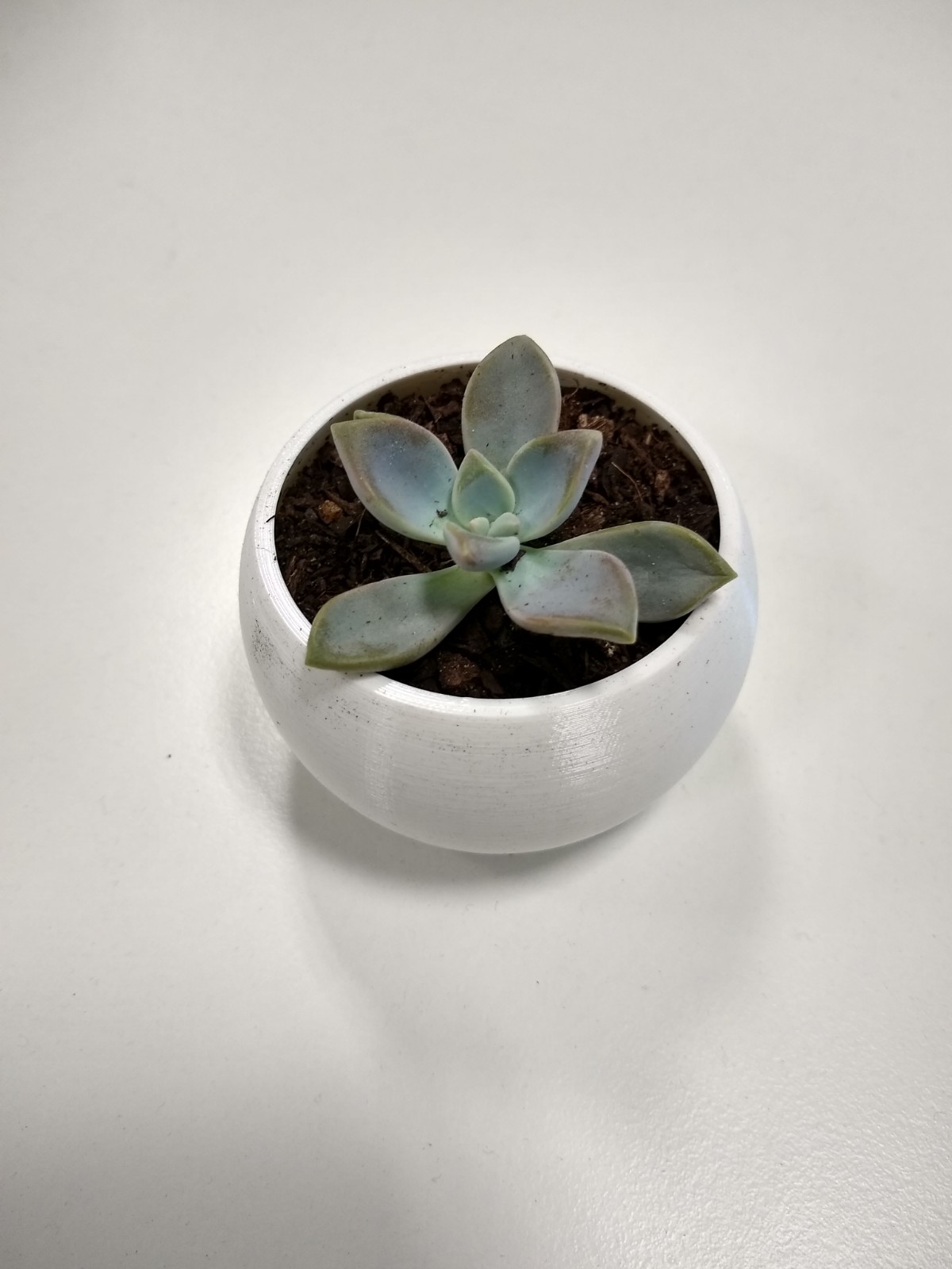 Succulent Pot - Simple Dome