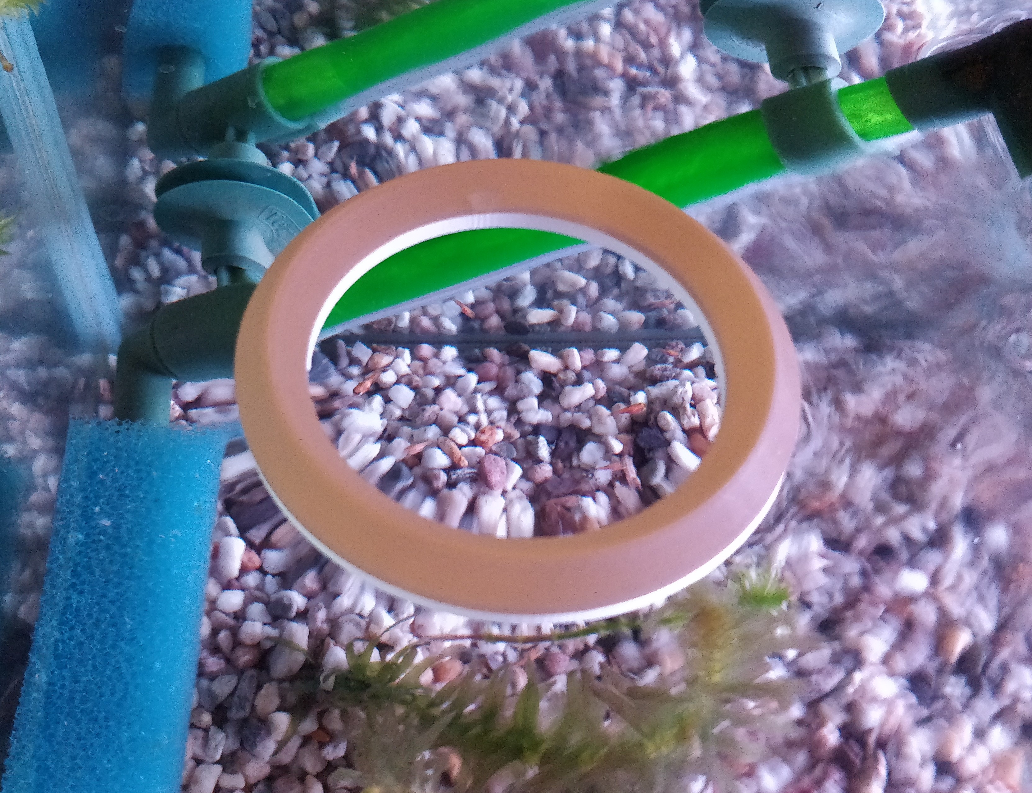 Aquarium floating fish (feeder)