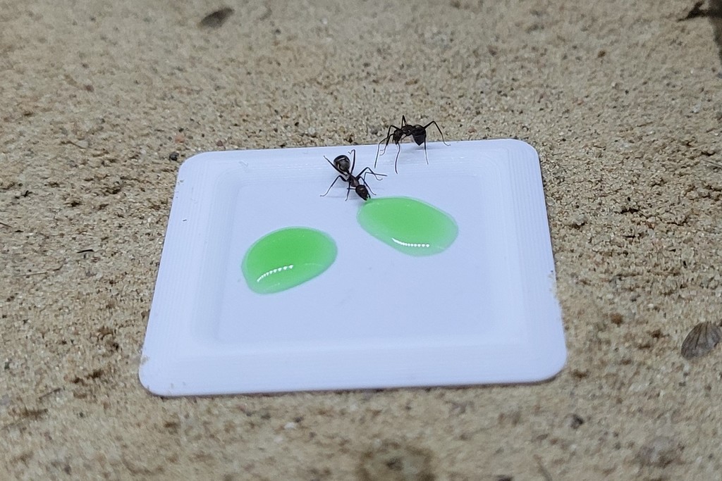 flat ant feeder