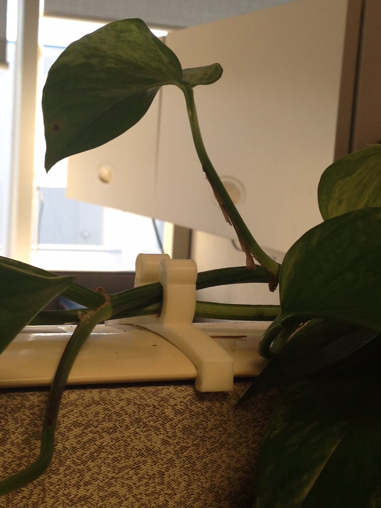 Cube Clip for Vine Plant