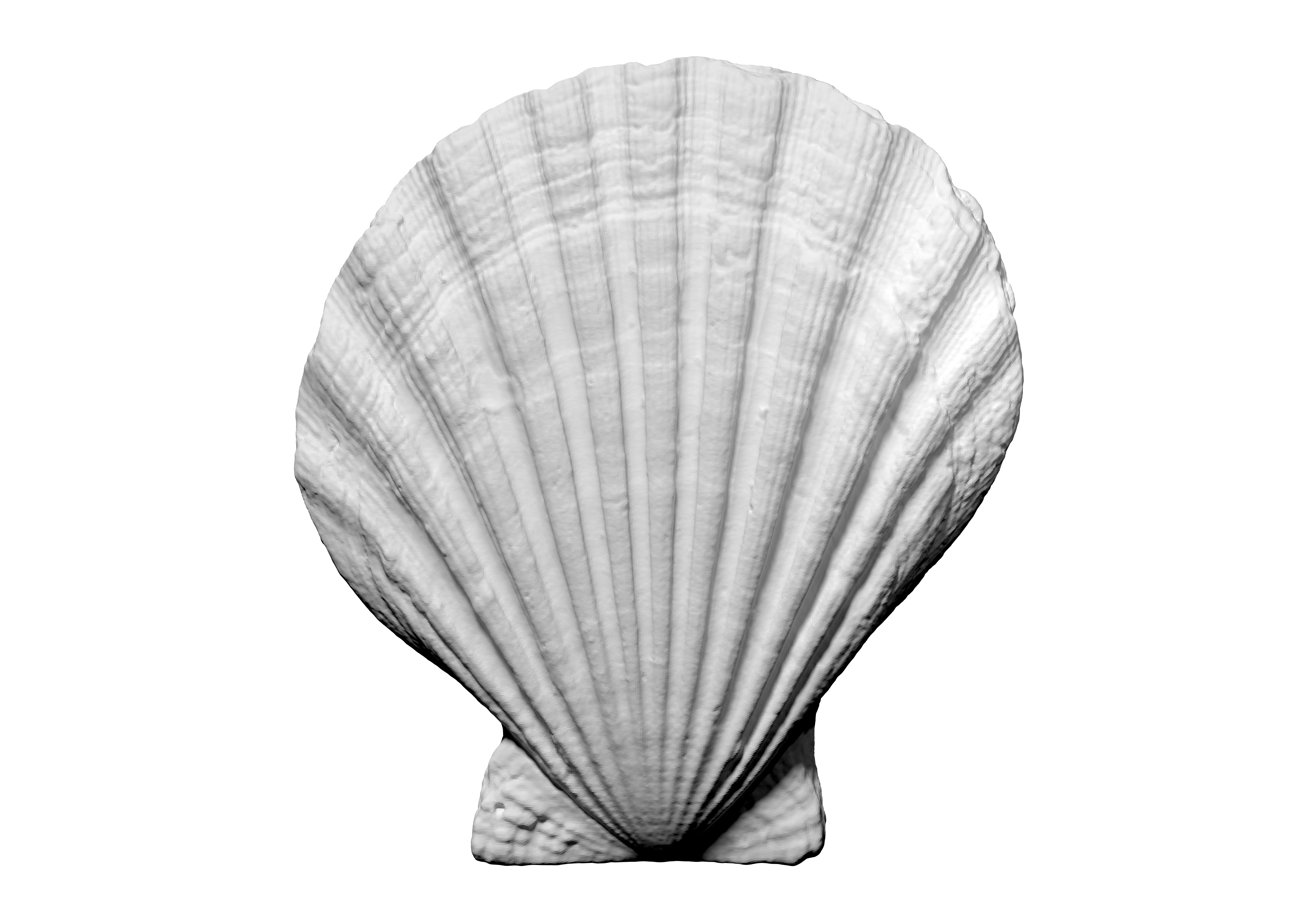 3D scan of a scallop