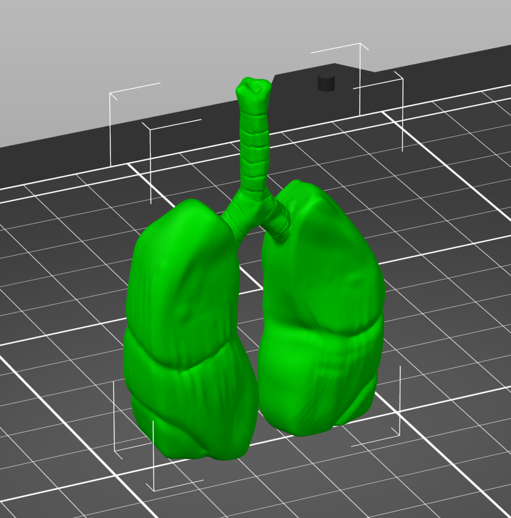 Realistic looking lungs