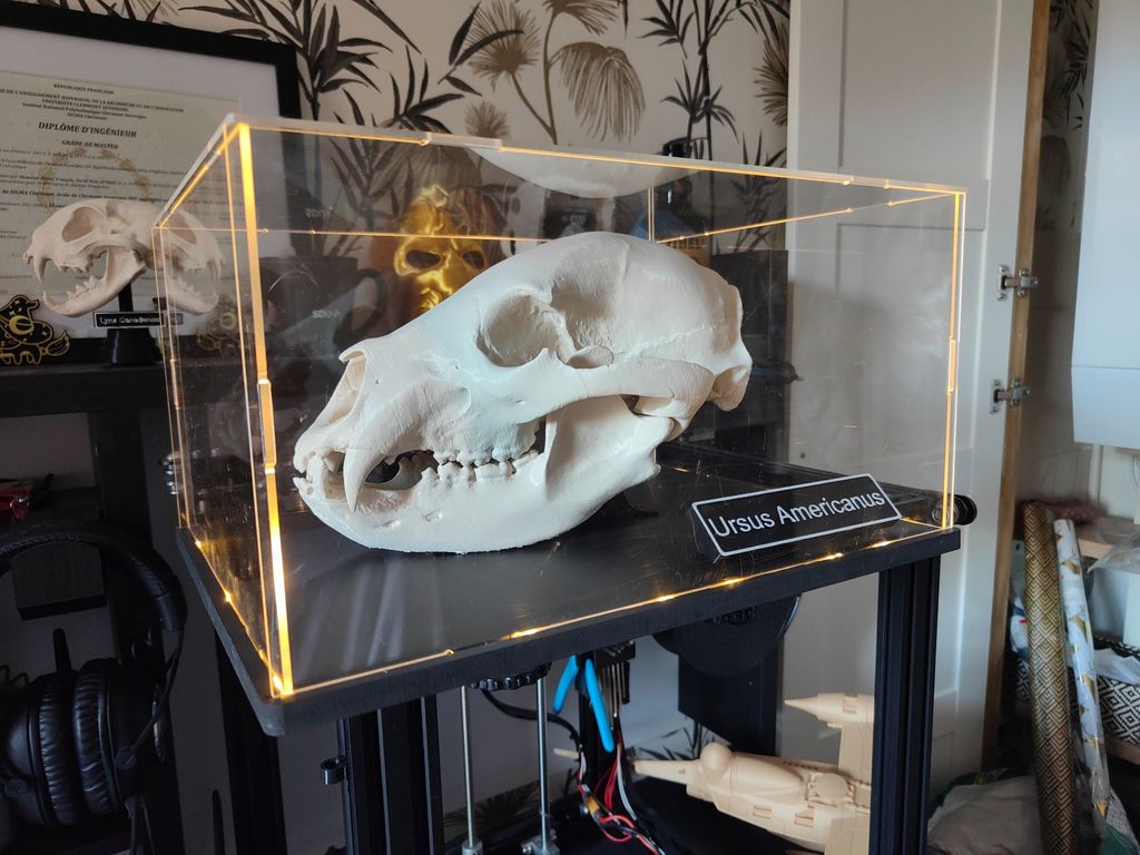 Display stand and label for a black bear skull