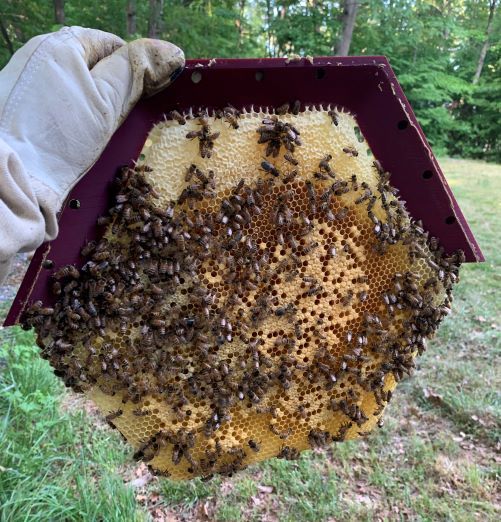 Cathedral Honey Bee Hive Frame