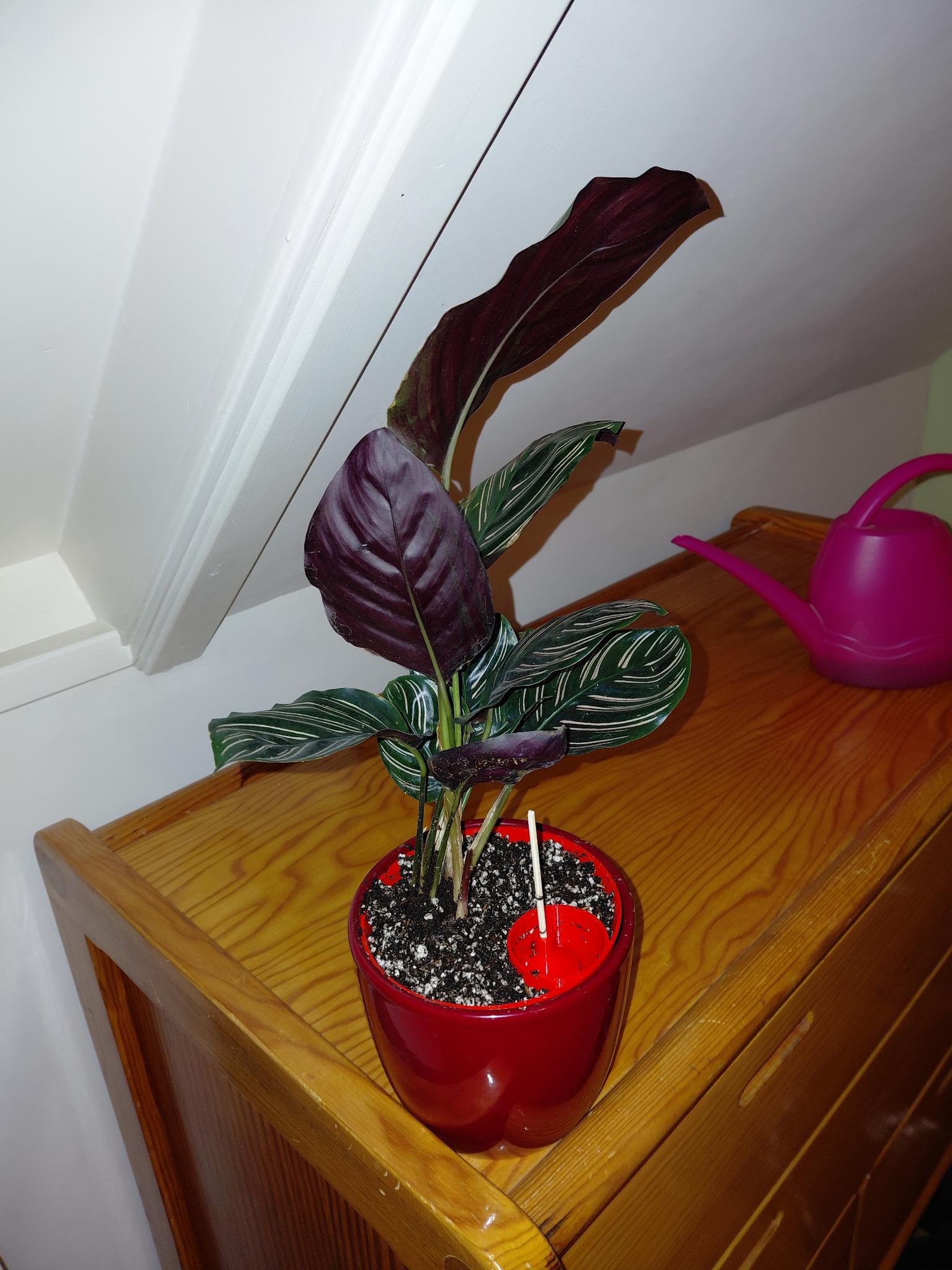 Self watering pot - inner pot for use with a decorative planter (not included)