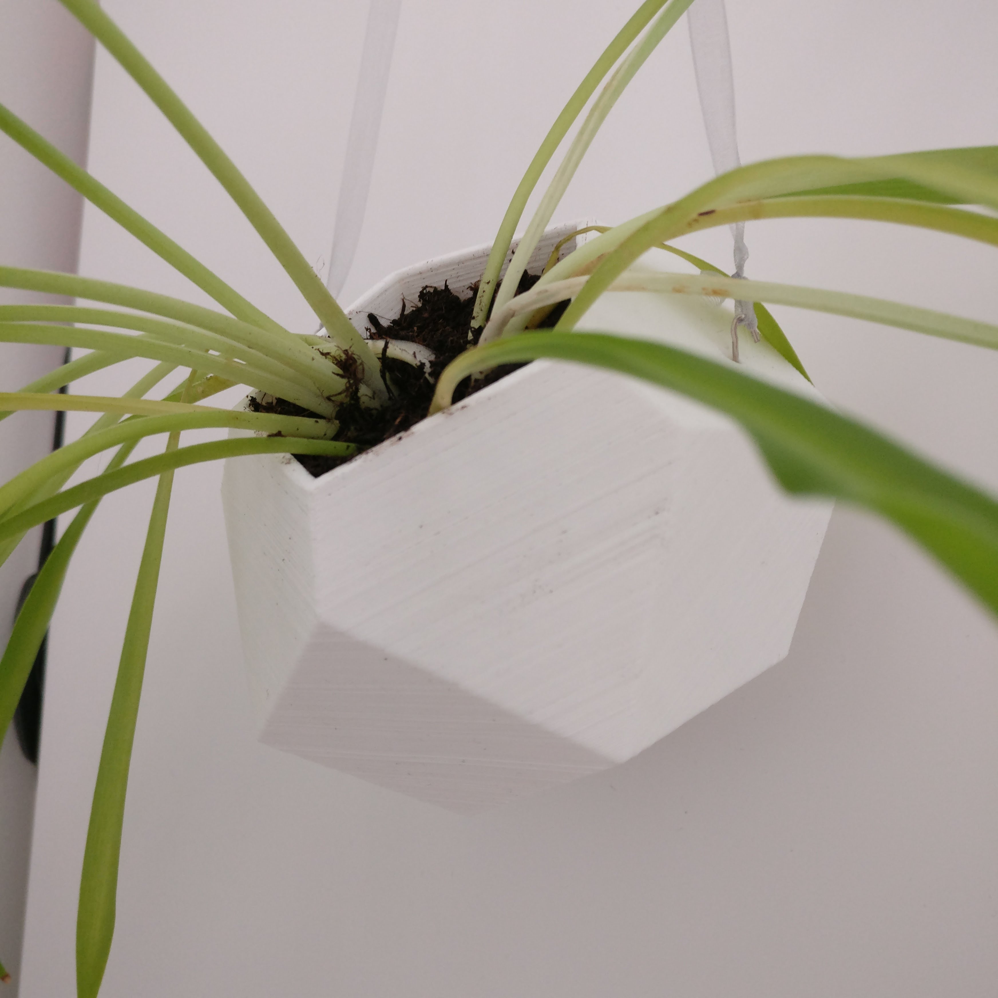 Air plant plot
