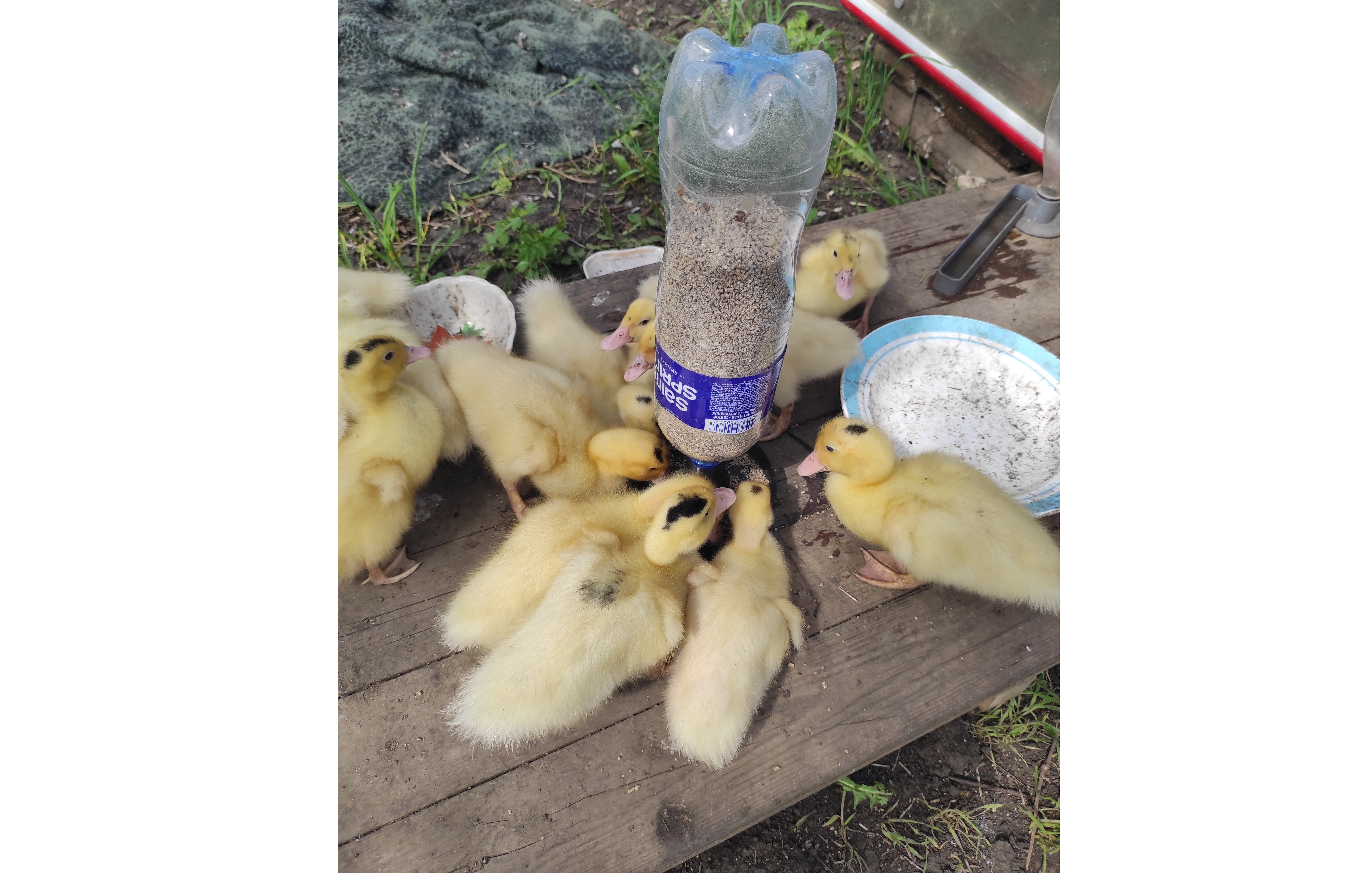 Chick and Duckling Feeder