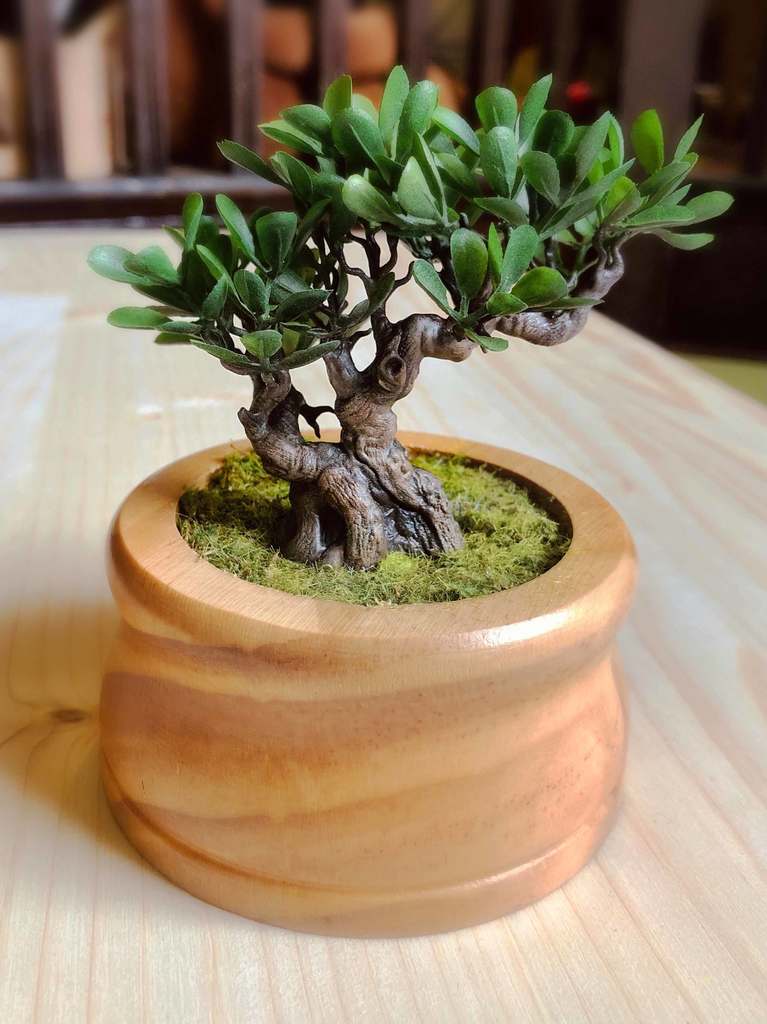 Miniature Bonsai Tree