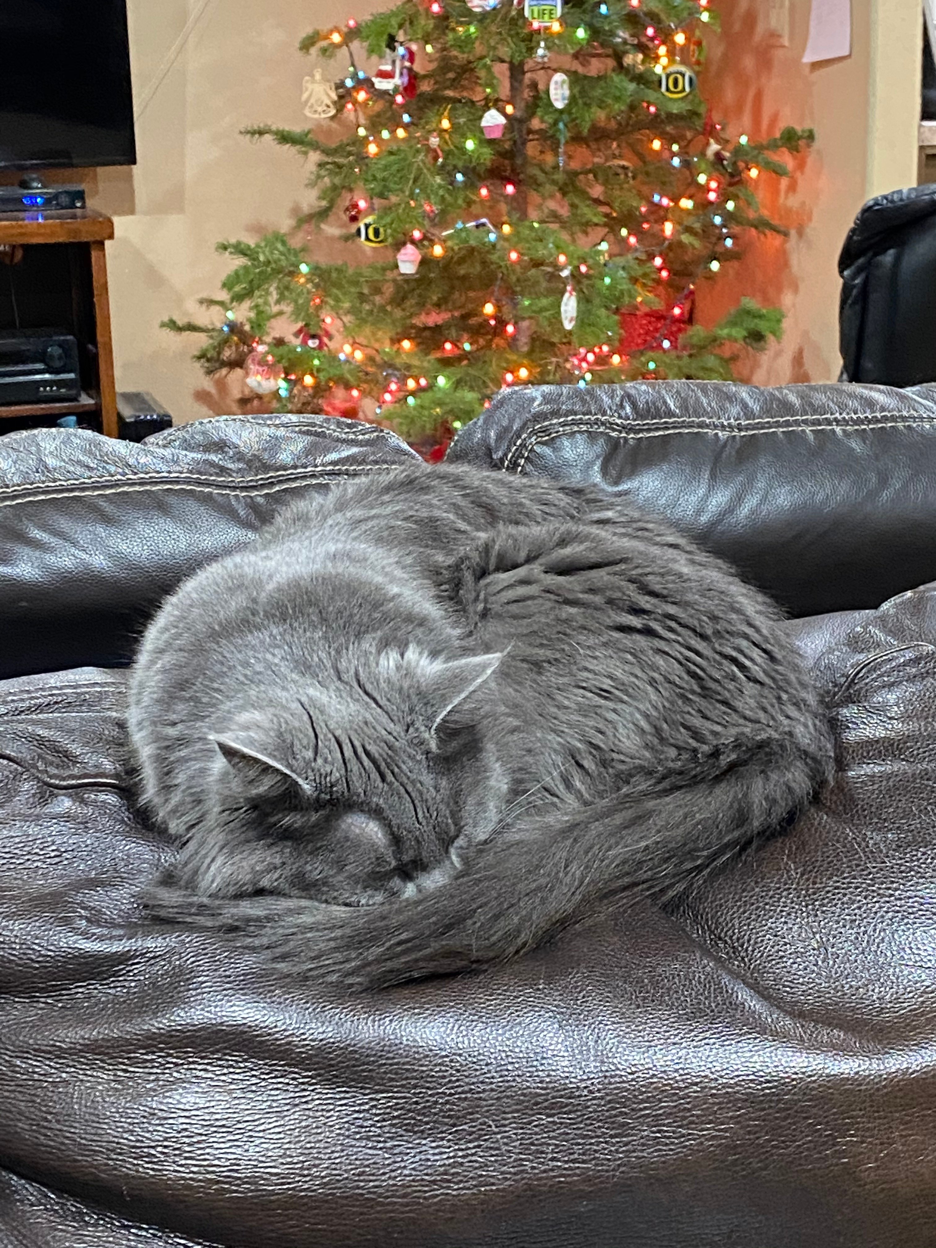 Stormo_Meowthies