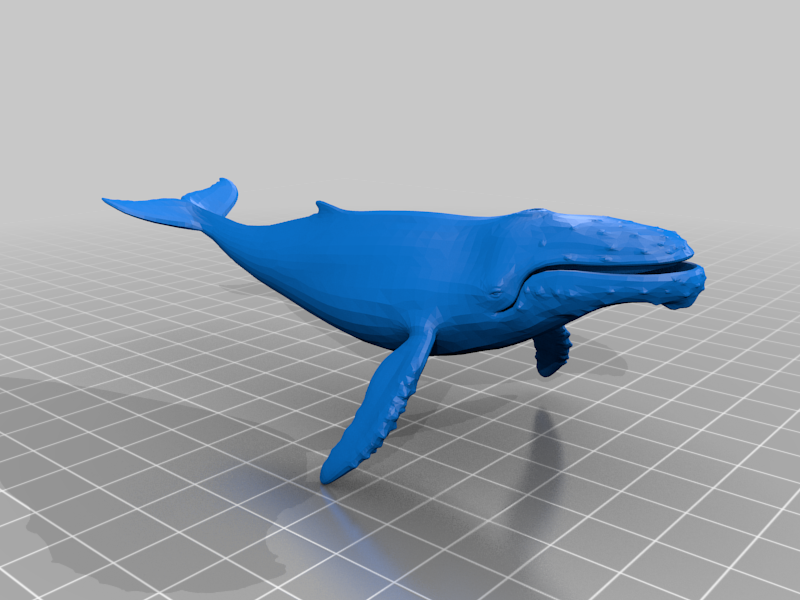 Humpback Whale