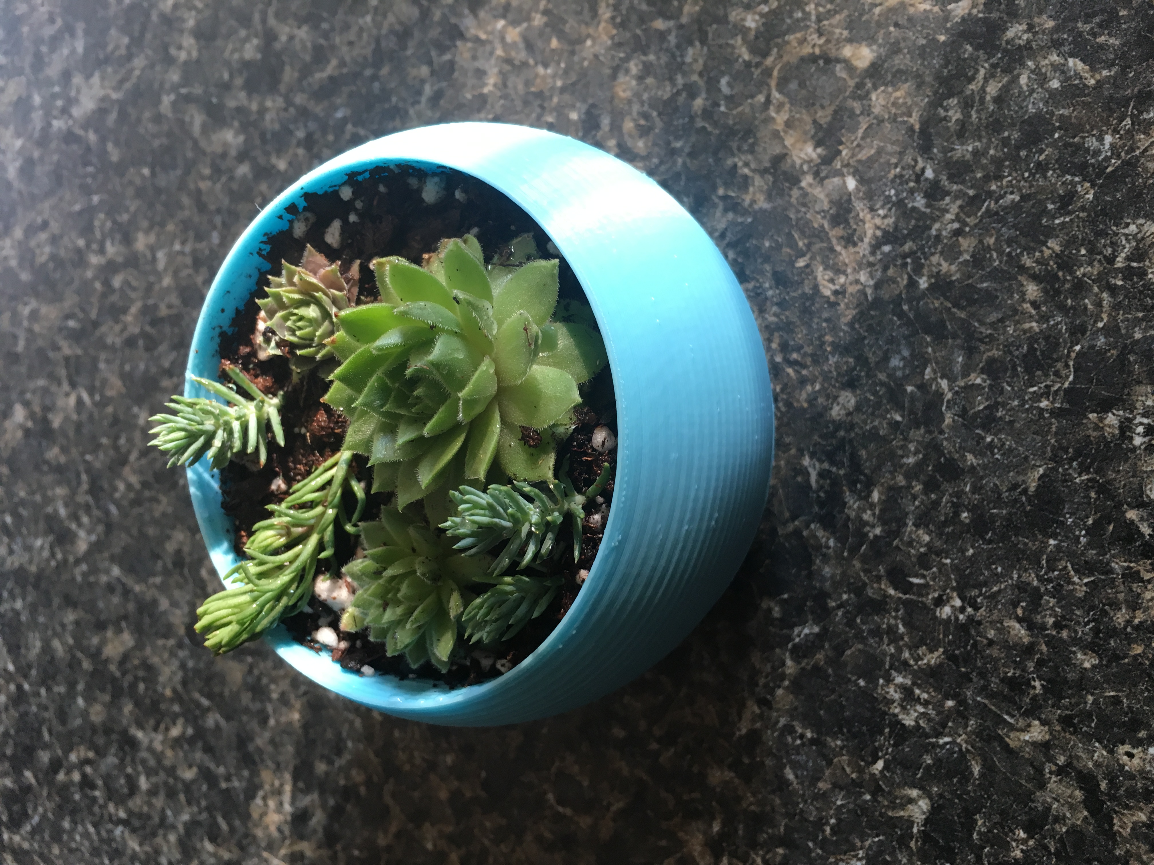 Spherical Succulent Planter