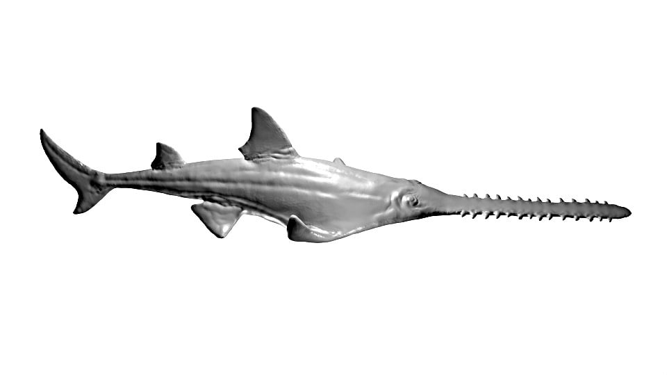 Prehistoric fish (Onchopristis)