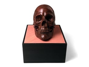 Anatomical Human Male Skull(updated 11/7/2020)