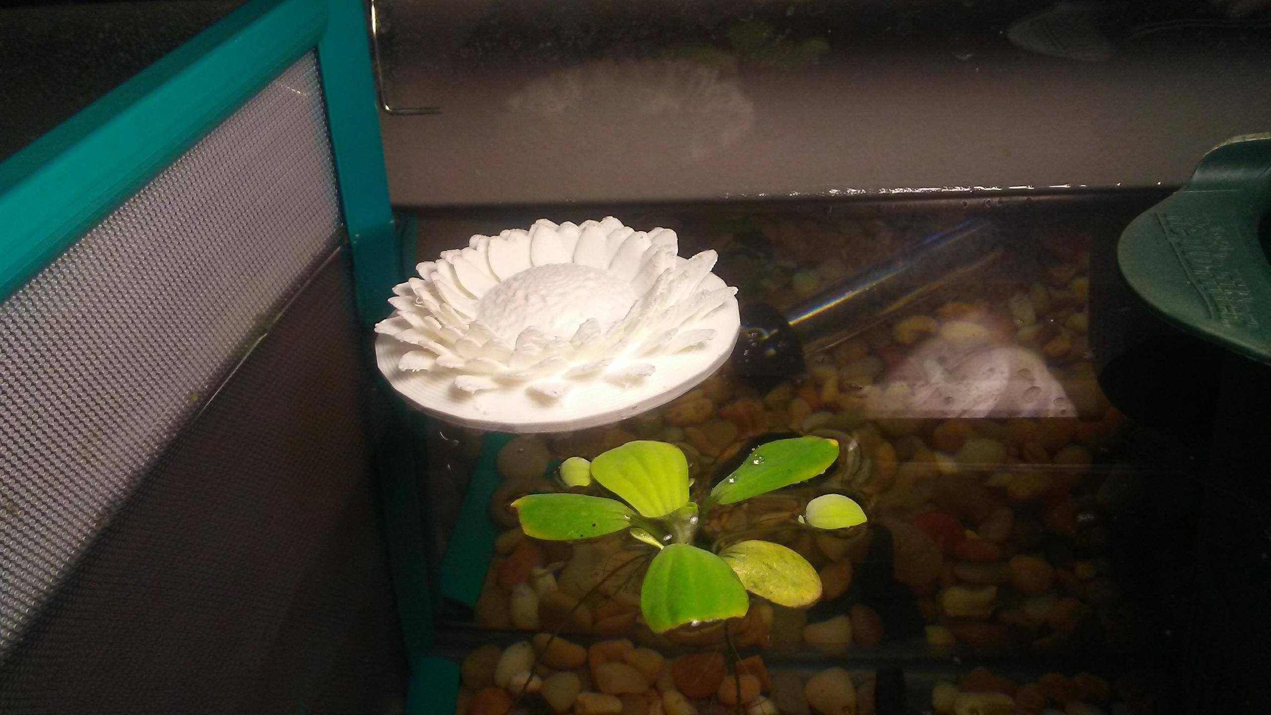 Betta Spawning Pad