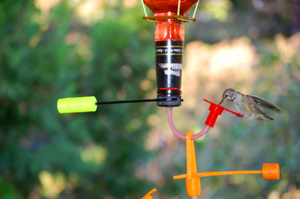Hummingbird Feeder - Single