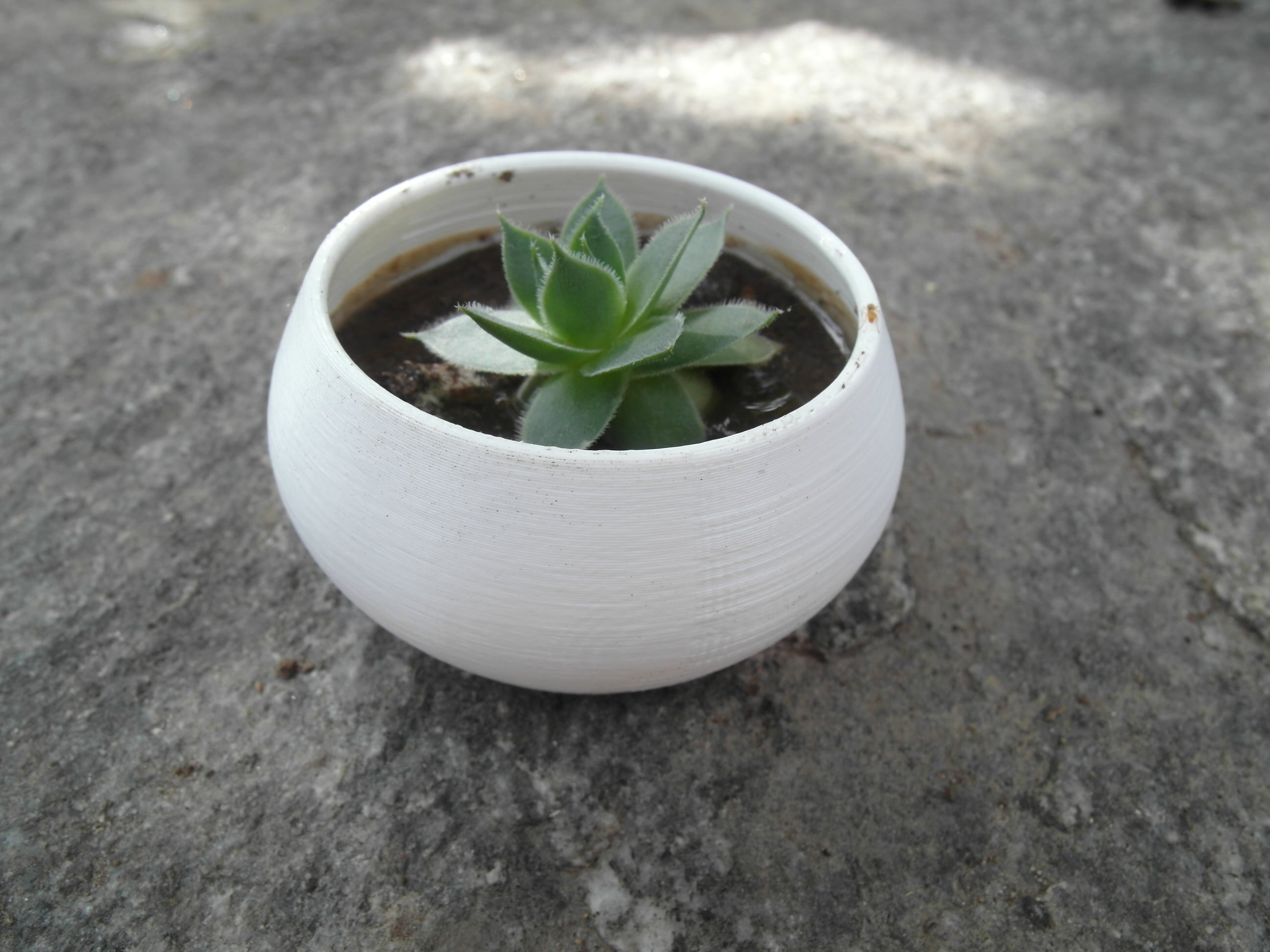 Parametric succulent planter