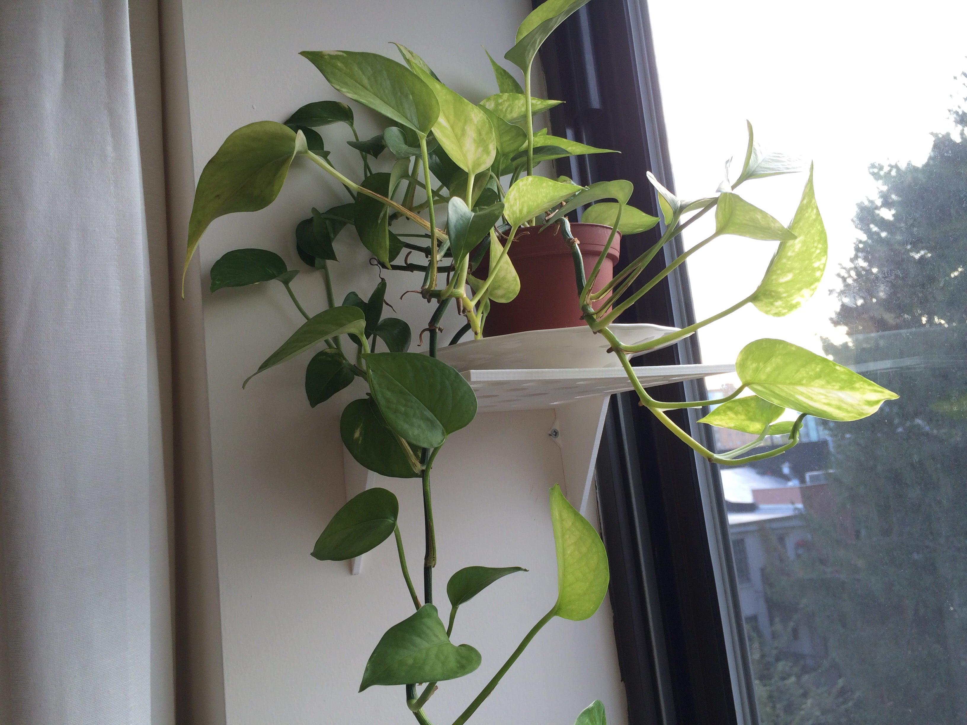 Planter shelf
